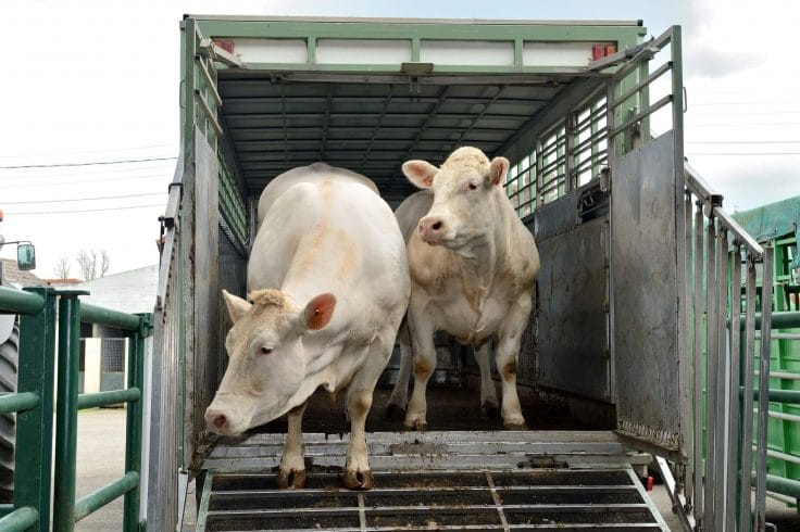 O transporte de carga viva deve ser feito de acordo com as normas da legislação brasileira, o que garante segurança aos animais e lucro aos donos da mercadoria.